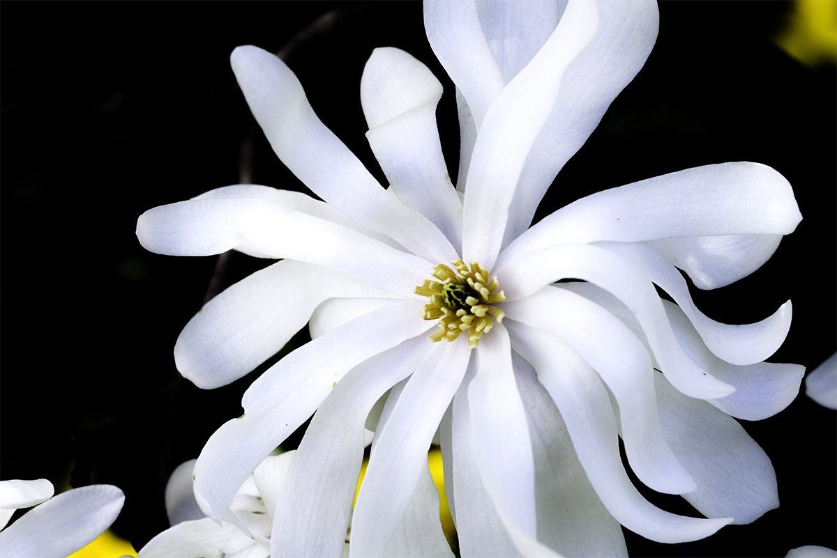 Spring Magnolia copy 2.jpg