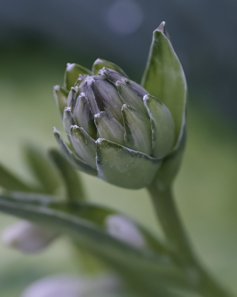 Hosta Bud.jpg