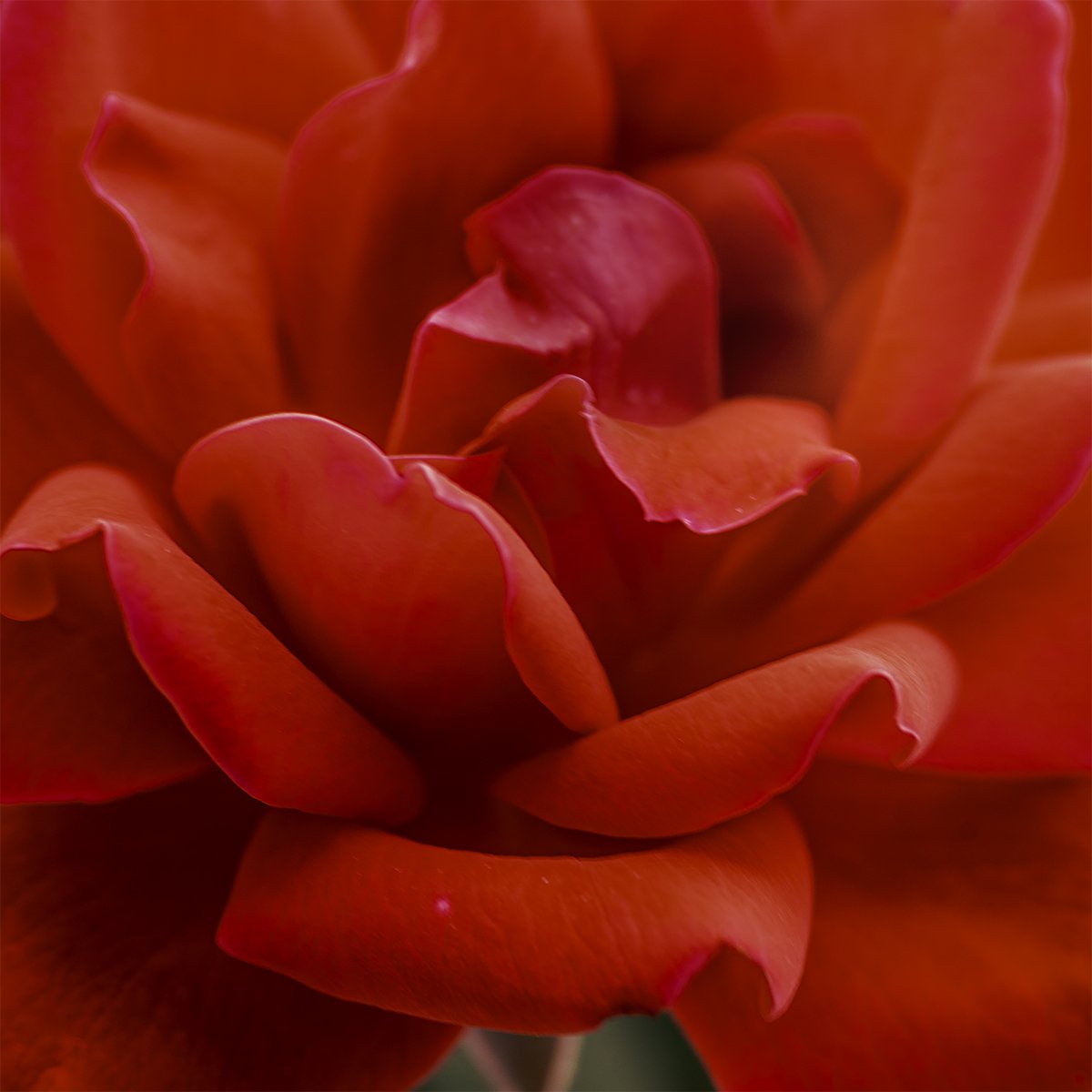 Red Rose 2 copy 12.jpg