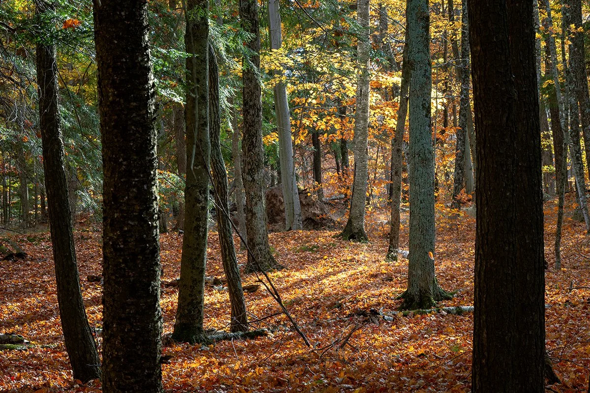 Into the Woods  12k.jpg