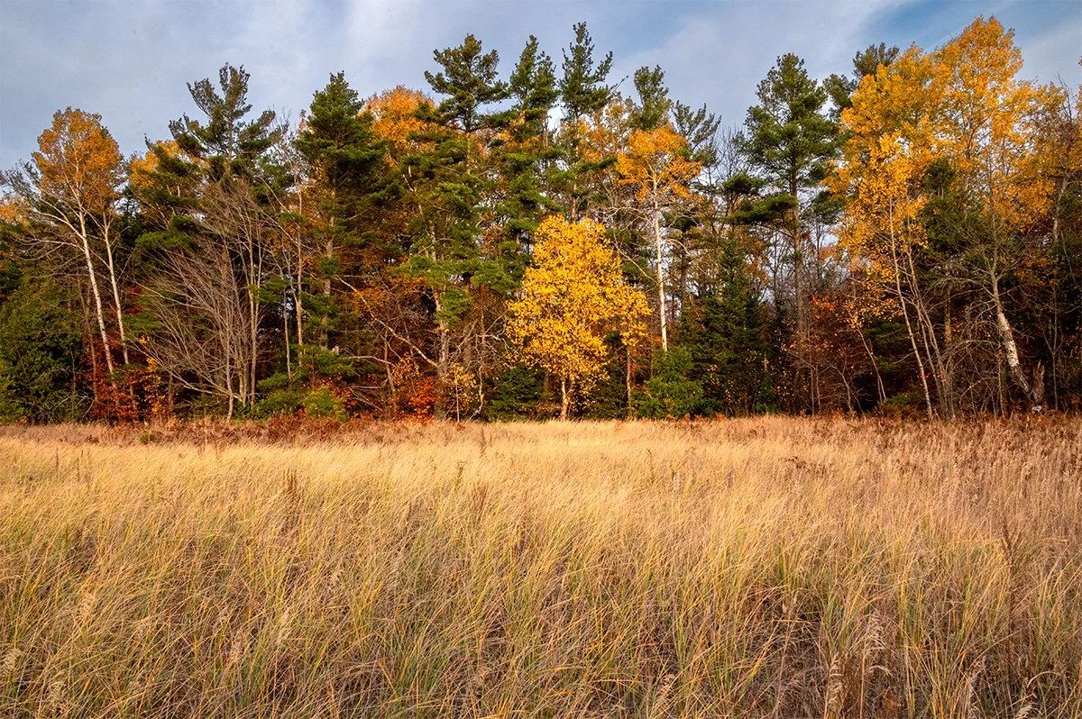 Morning Tree Light copy 2a.jpg