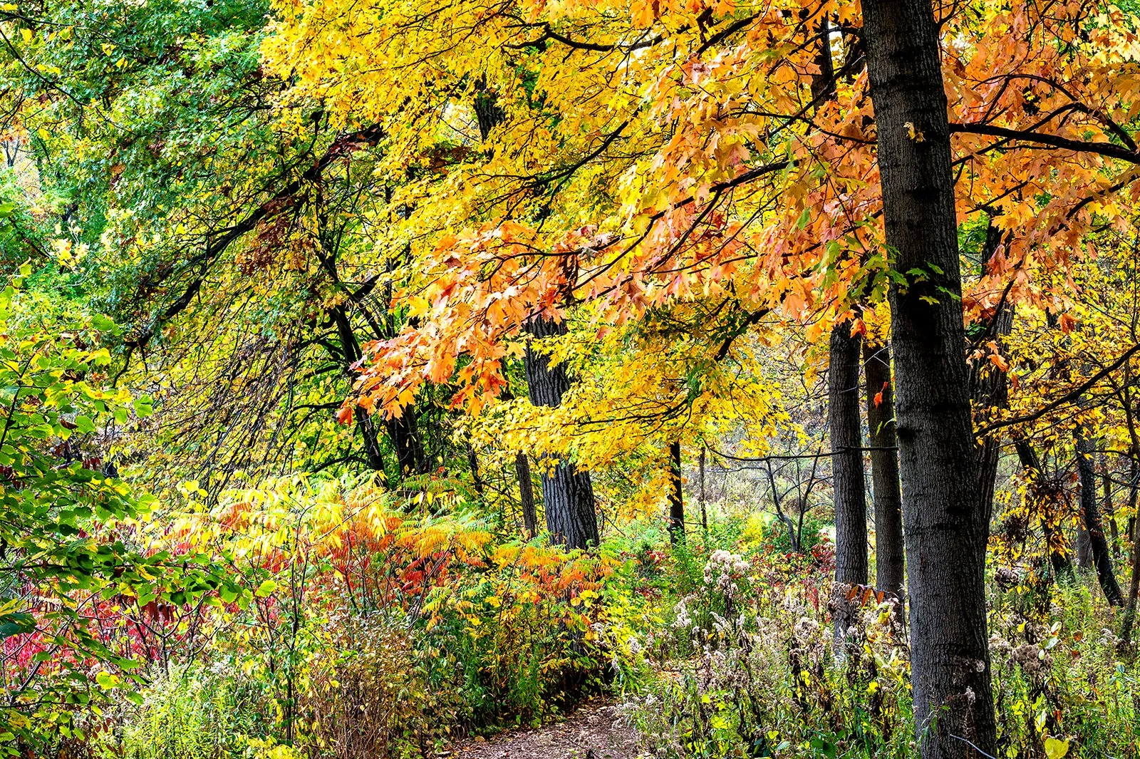 Fall Color Mix copy 16k.jpg
