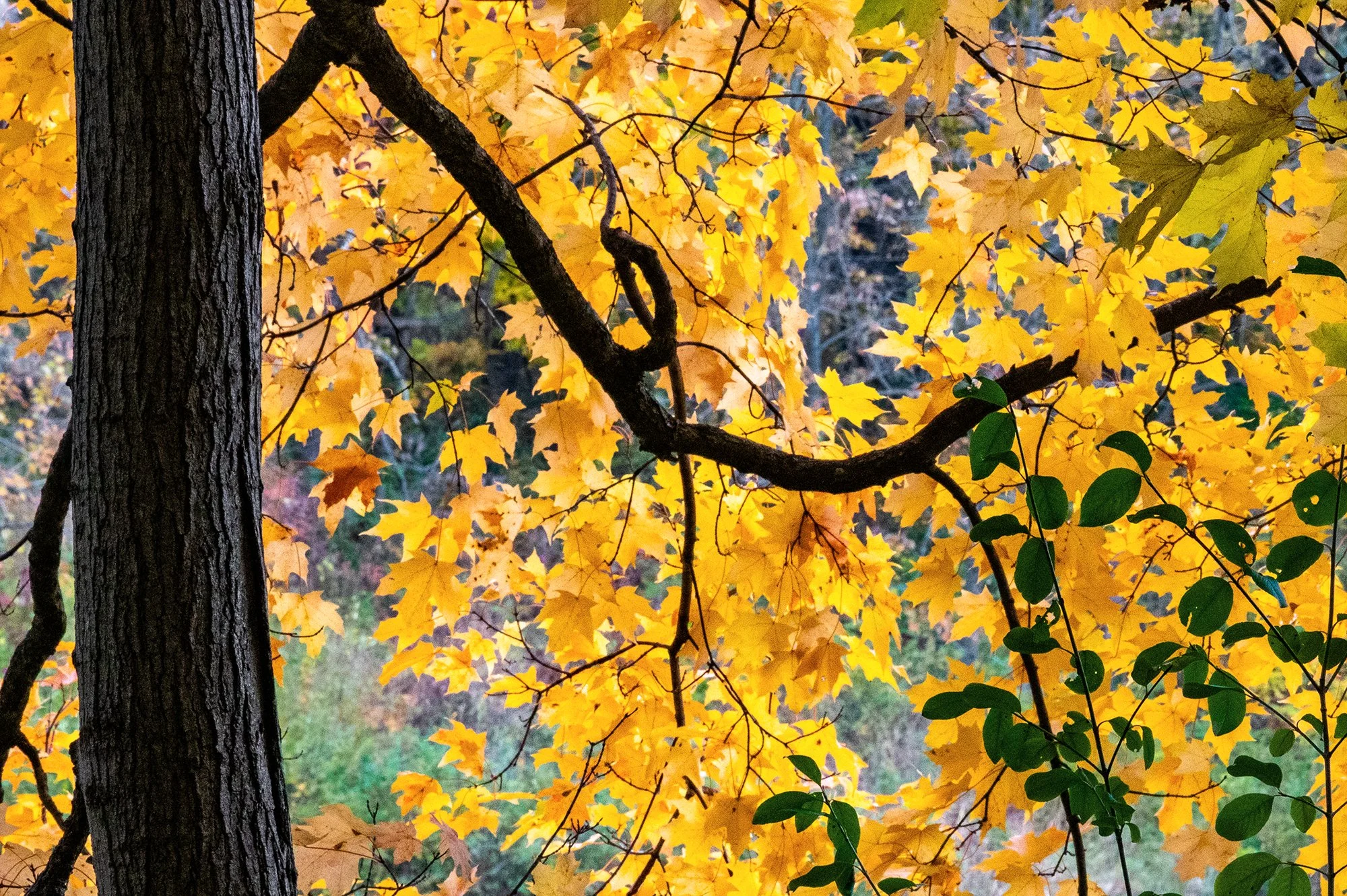 Fall Maple Color copy.jpg