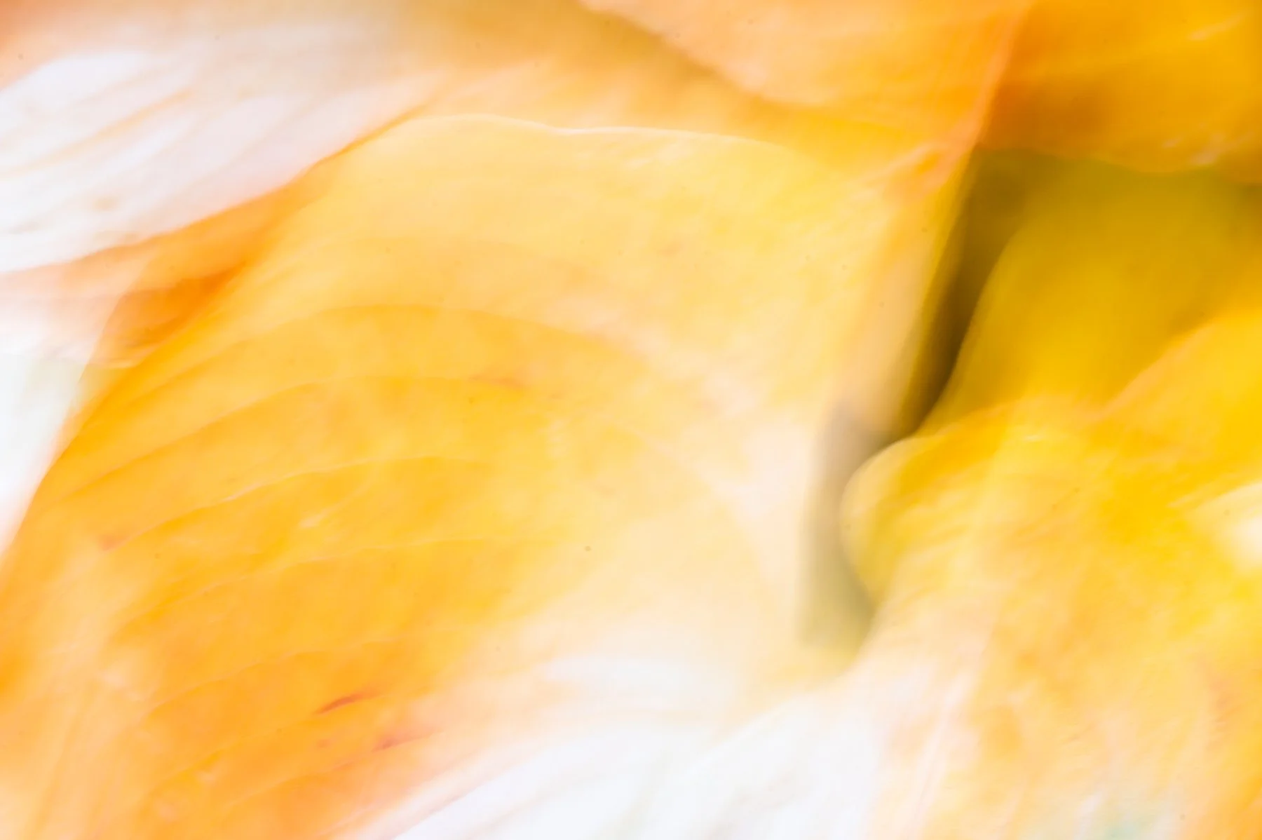 Hosta ICM - 1 18k.jpg