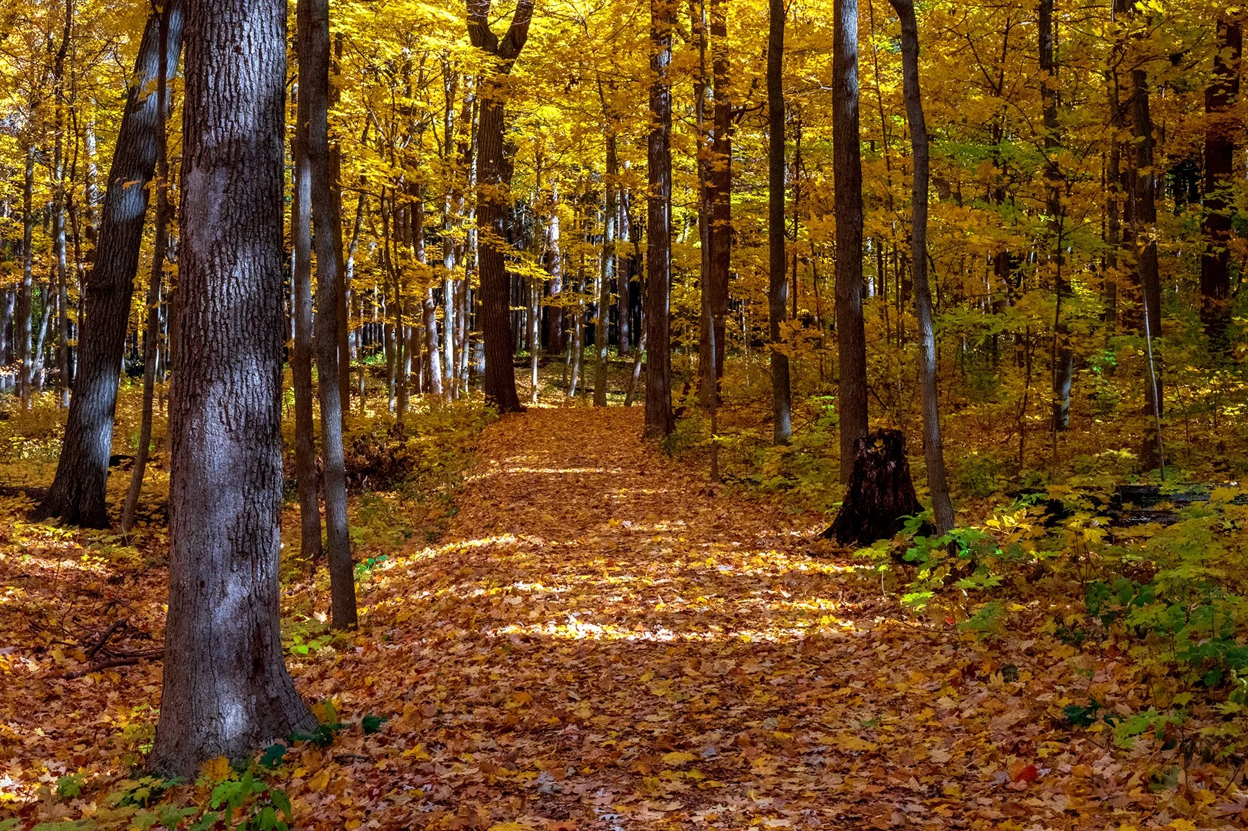 Morton Fall Path 11725-1 copy.jpg