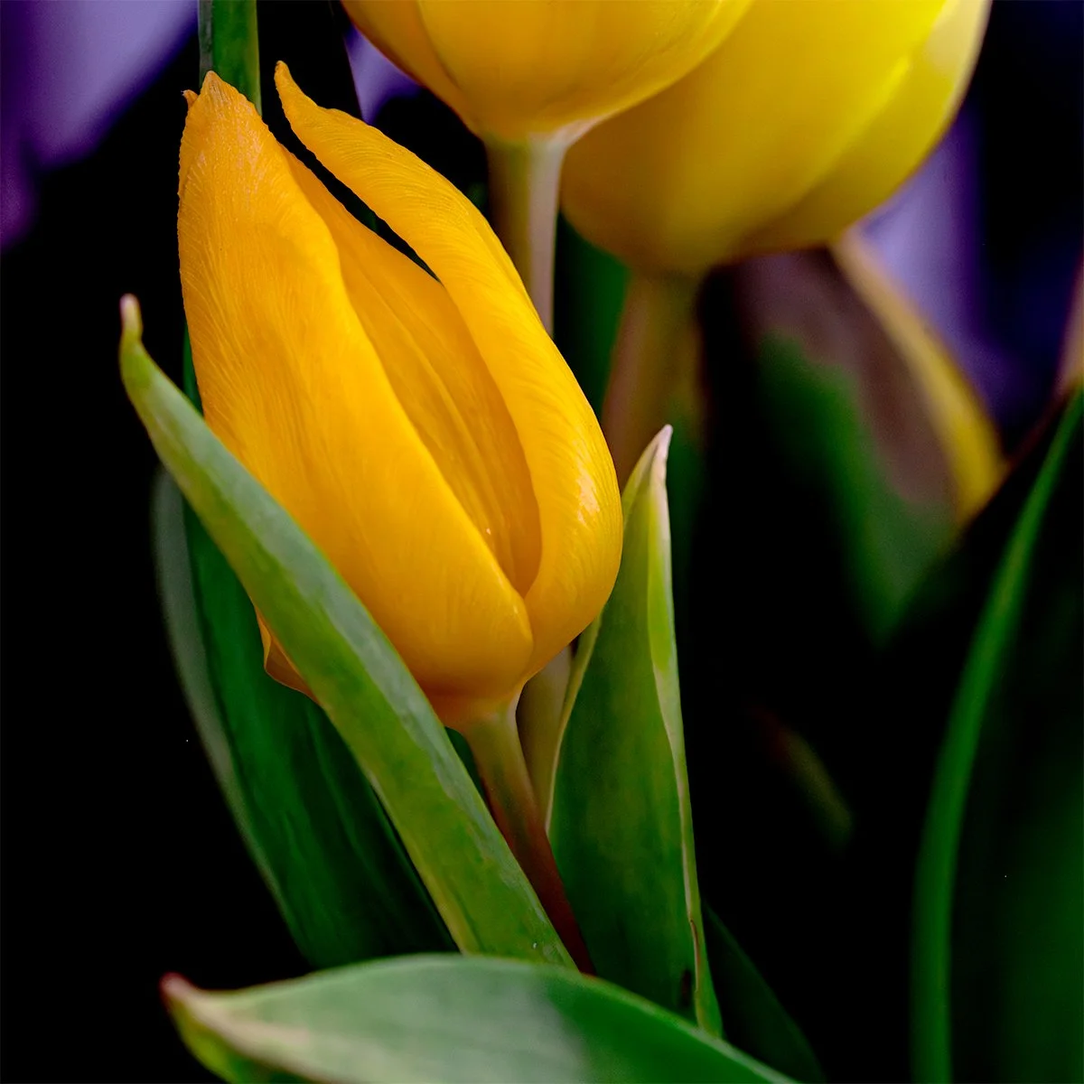 Yellow Tulip 3 copy.jpg