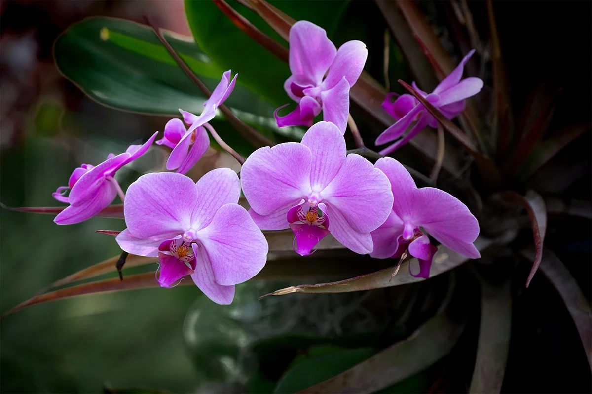 Orchid 1.jpg