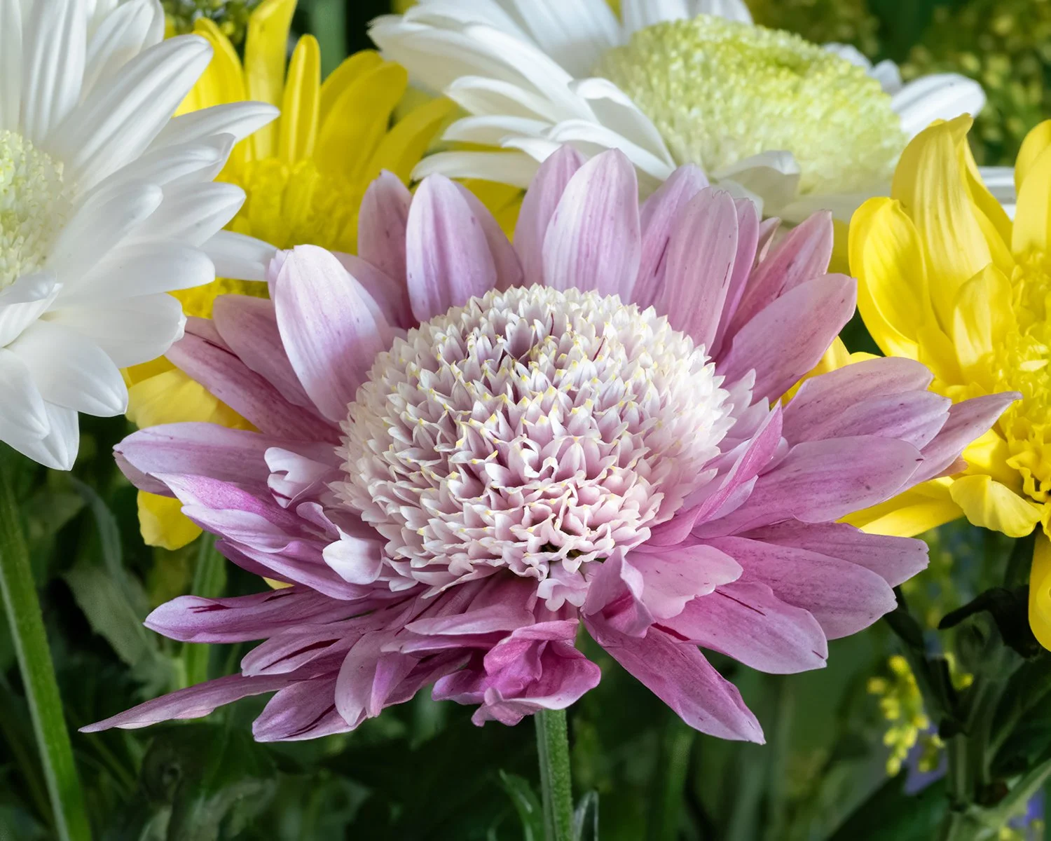 Daisy 1 copy.jpg