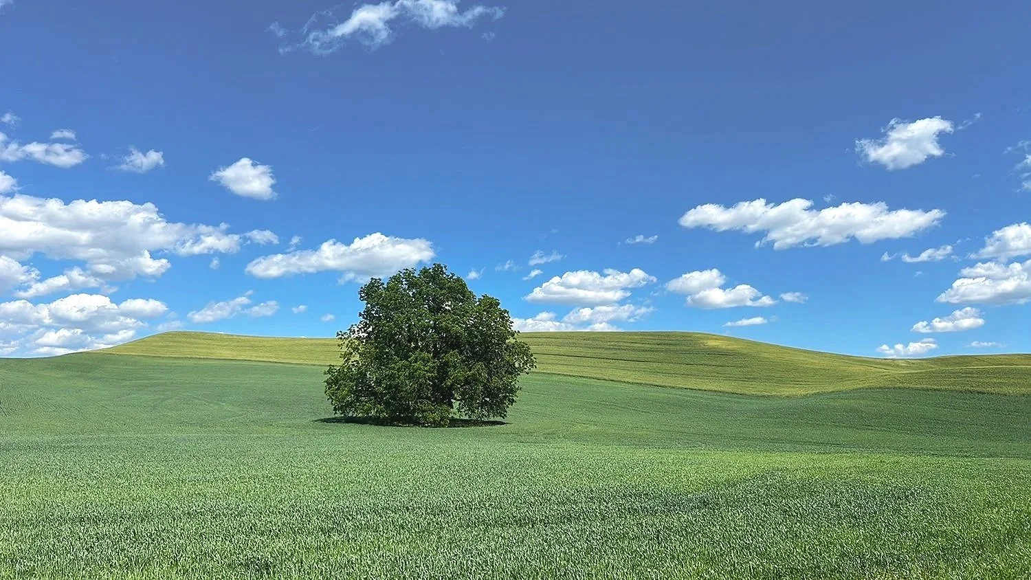 Palouse+Windows.jpg
