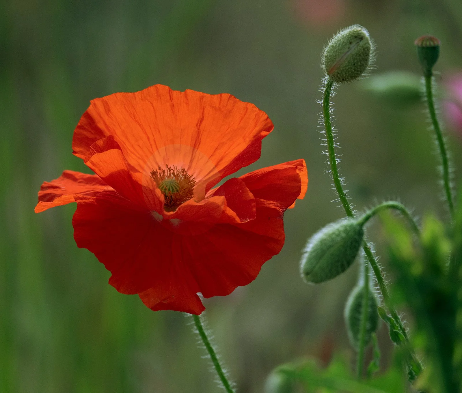 Poppy copy.jpg