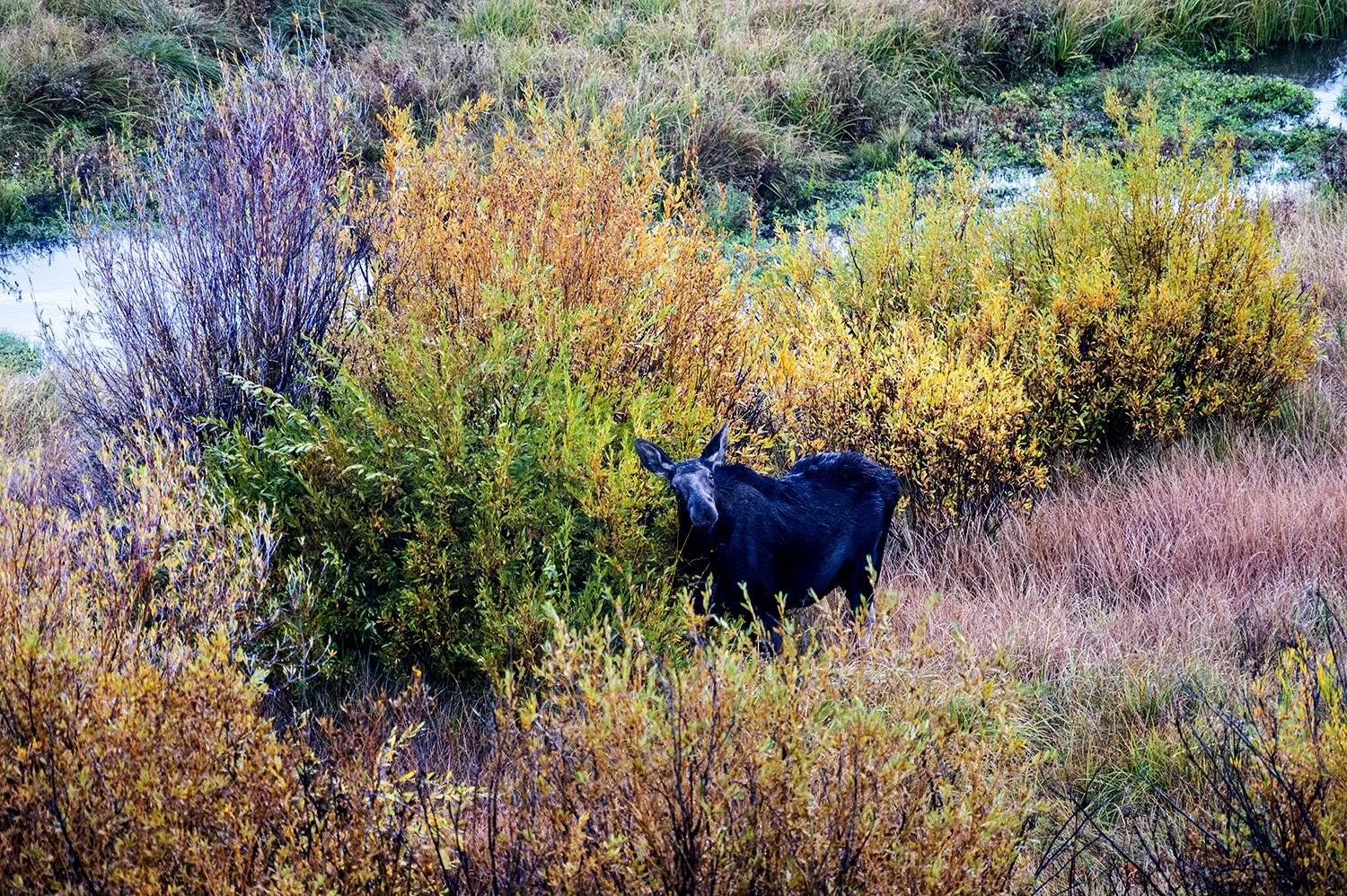 Moose.jpg