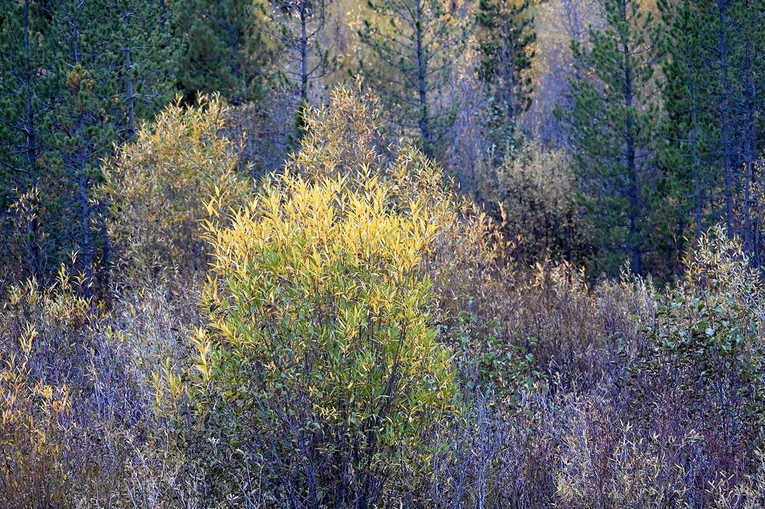 Grand Tetons Color Palette.jpg