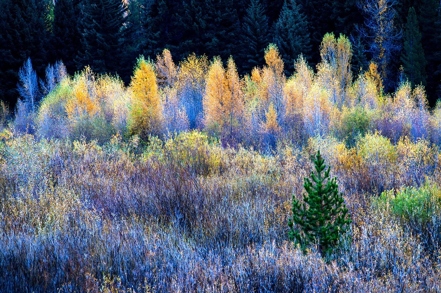Fall Harmony Web.jpg