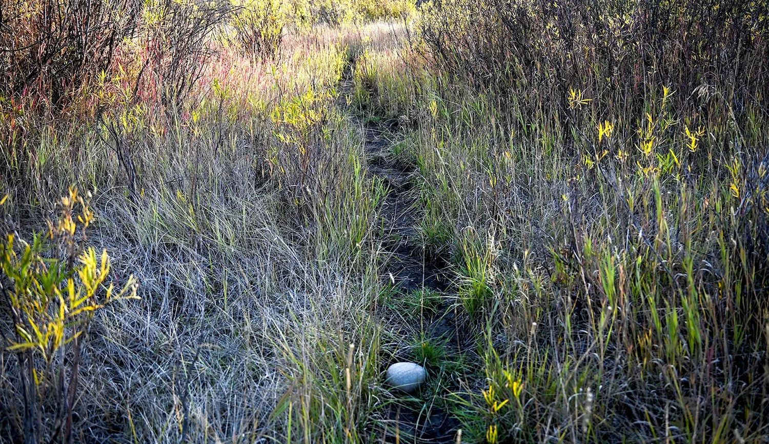 Grand Tetons Select The Path.jpg