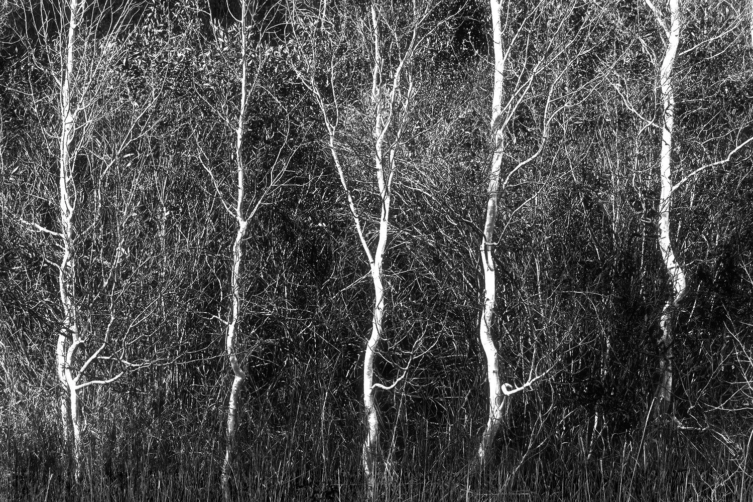 Grand Tetons Cottonwood Dancers a.jpg
