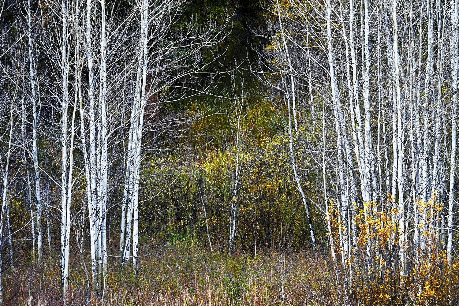 Grand Tetons Cottonwoods 1.jpg