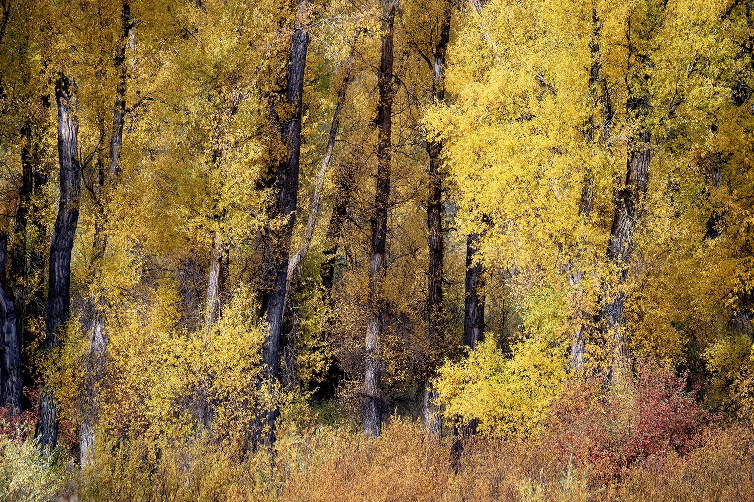 Cottonwoods.jpg