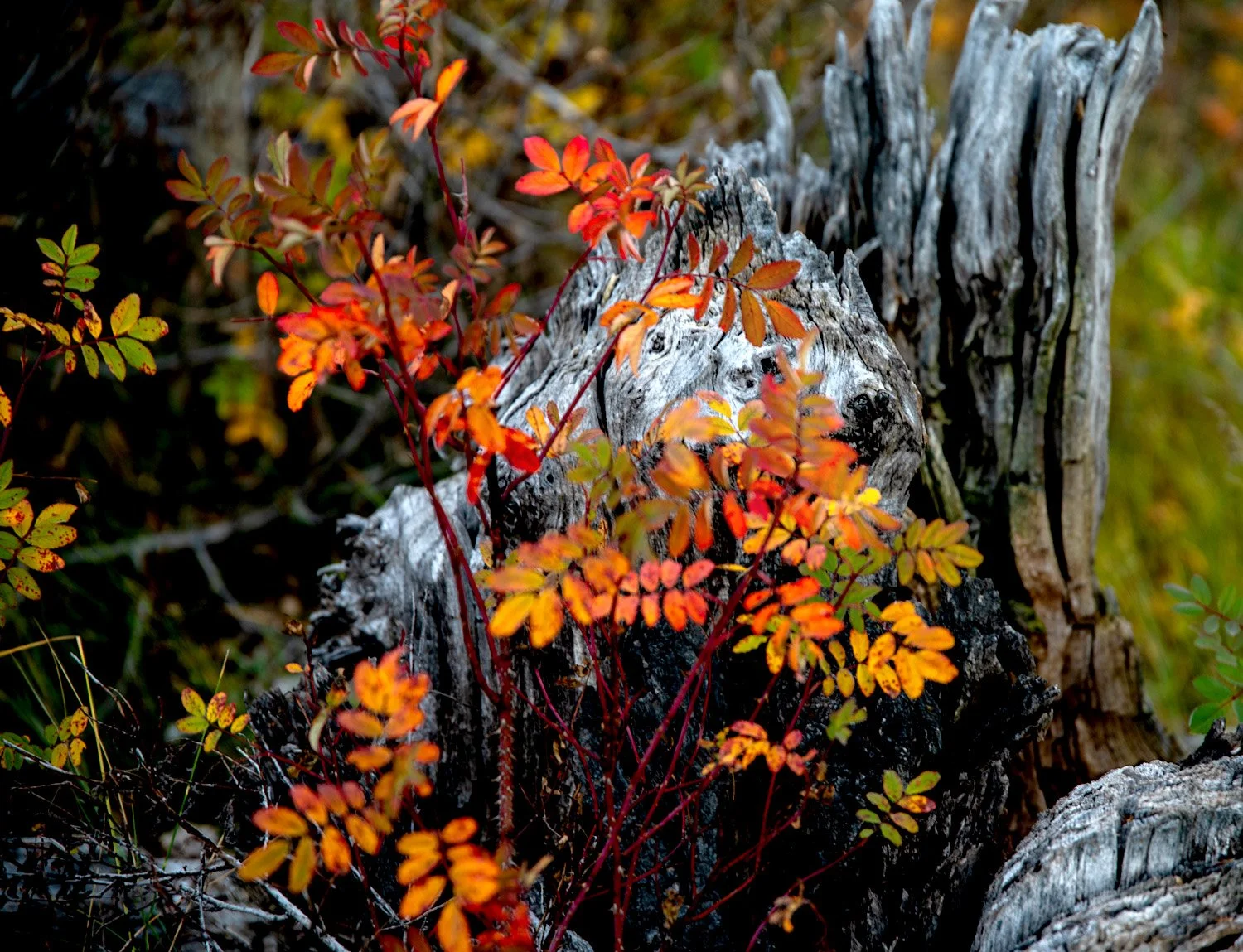 Grand Teton Details Web.jpg