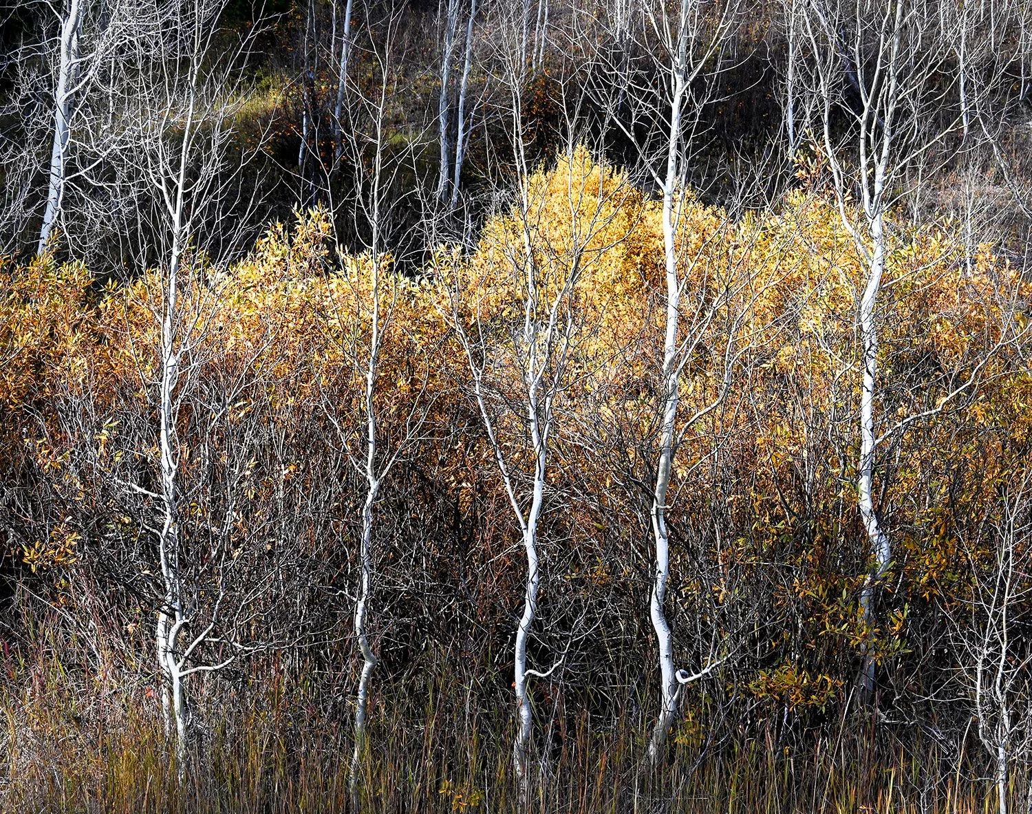 Grand Tetons Select Aspen&Cottonwoods copy.jpg