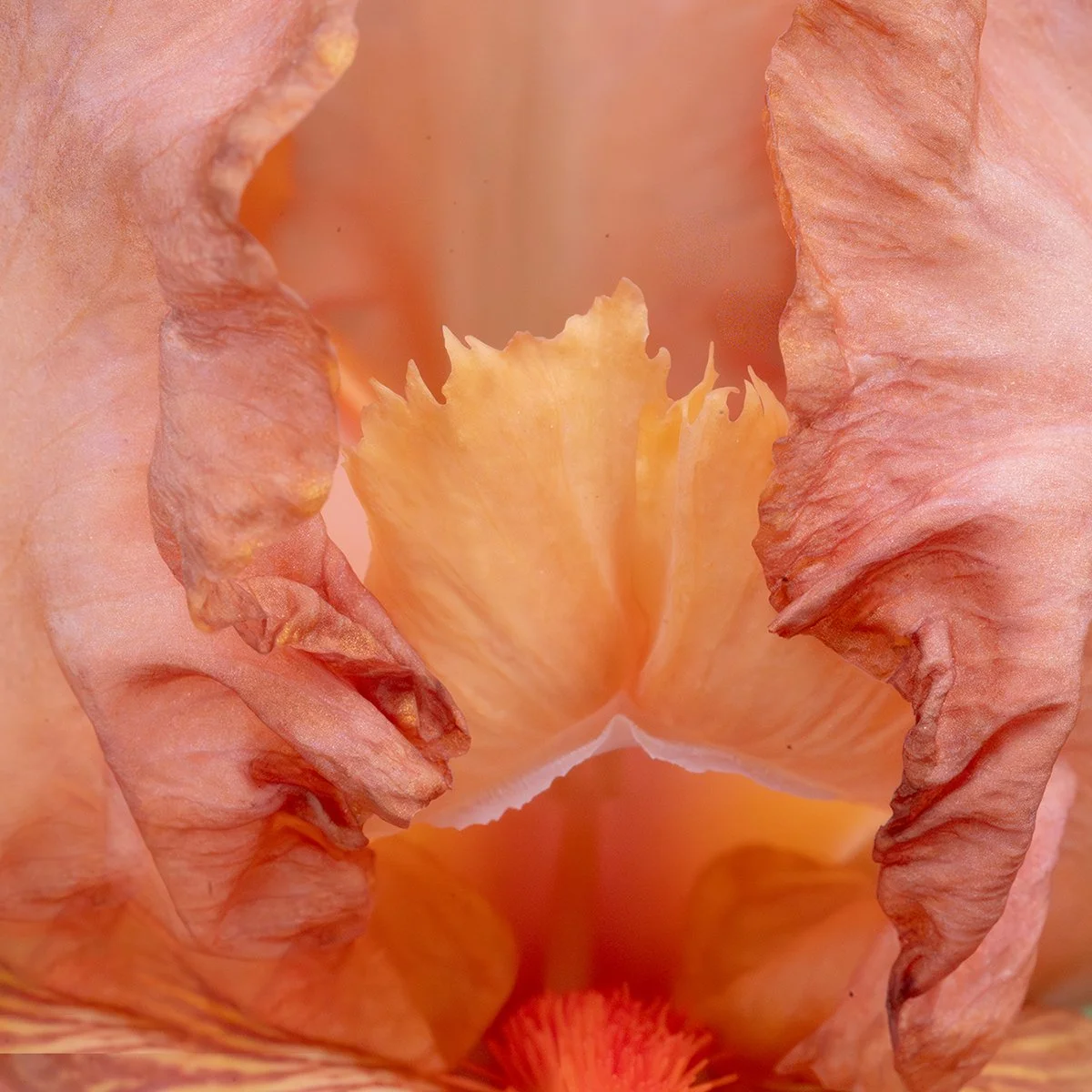 Iris No. 1-12.jpg