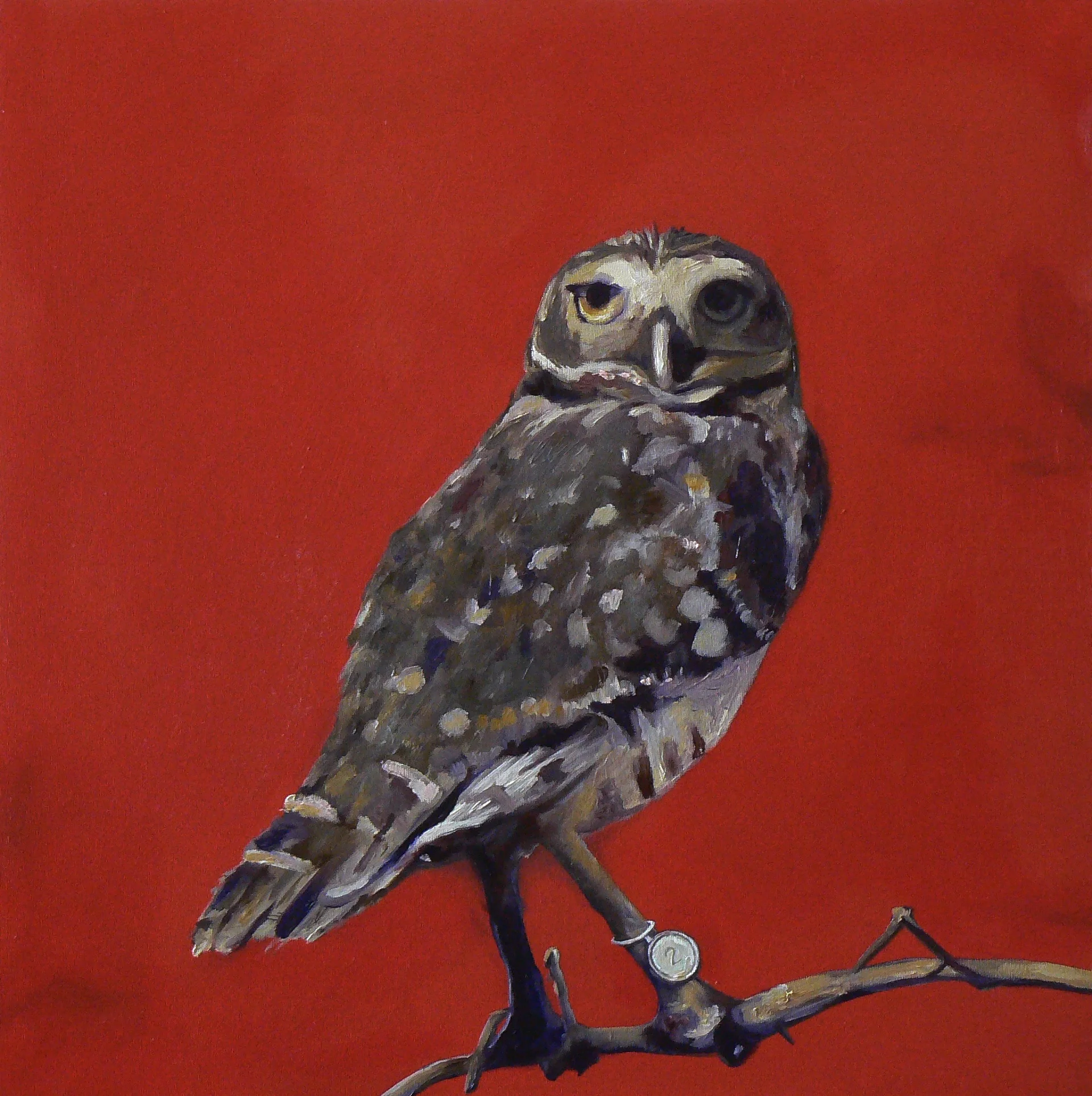 Owl
