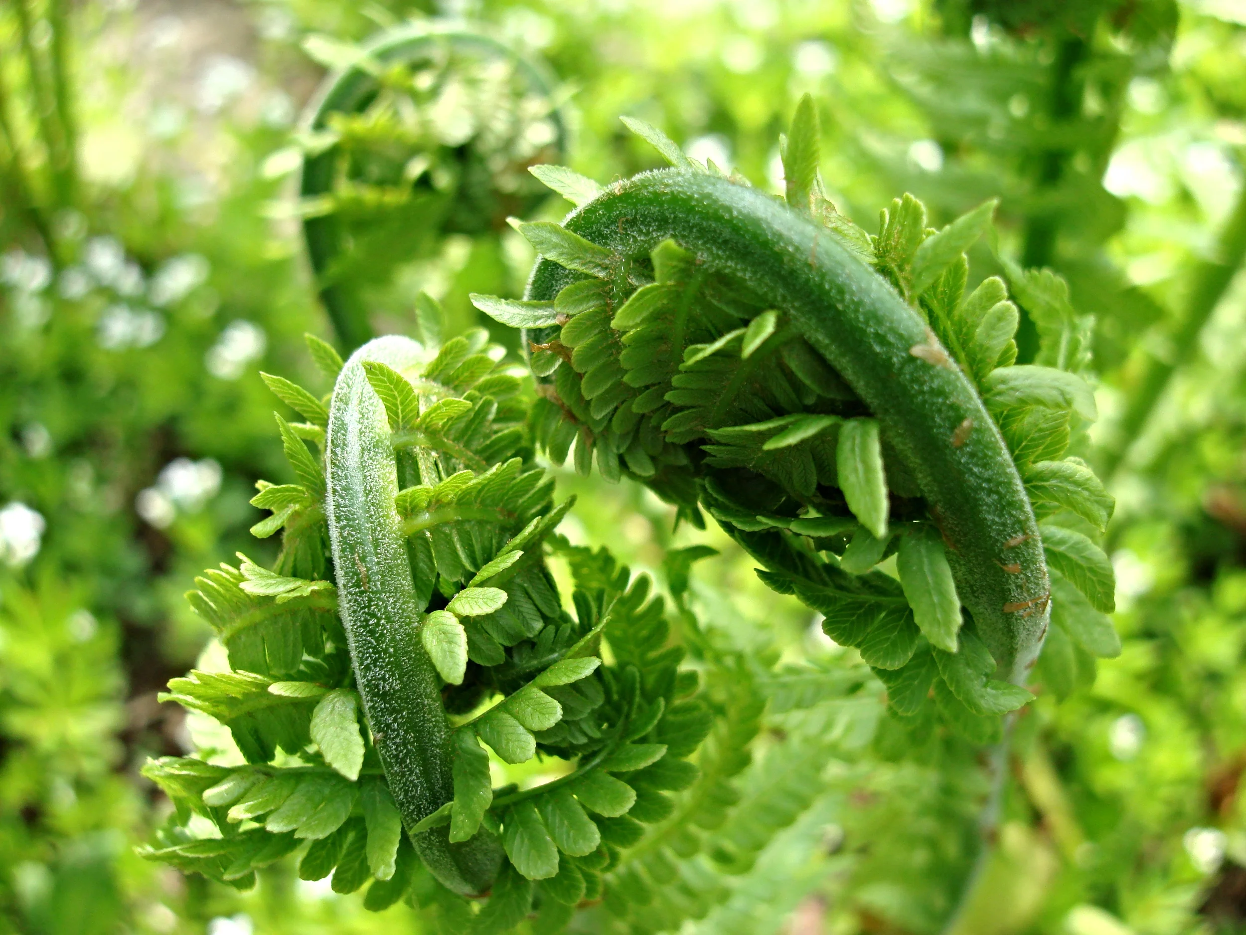 Ostrich_Fern_Fiddlehead.jpg