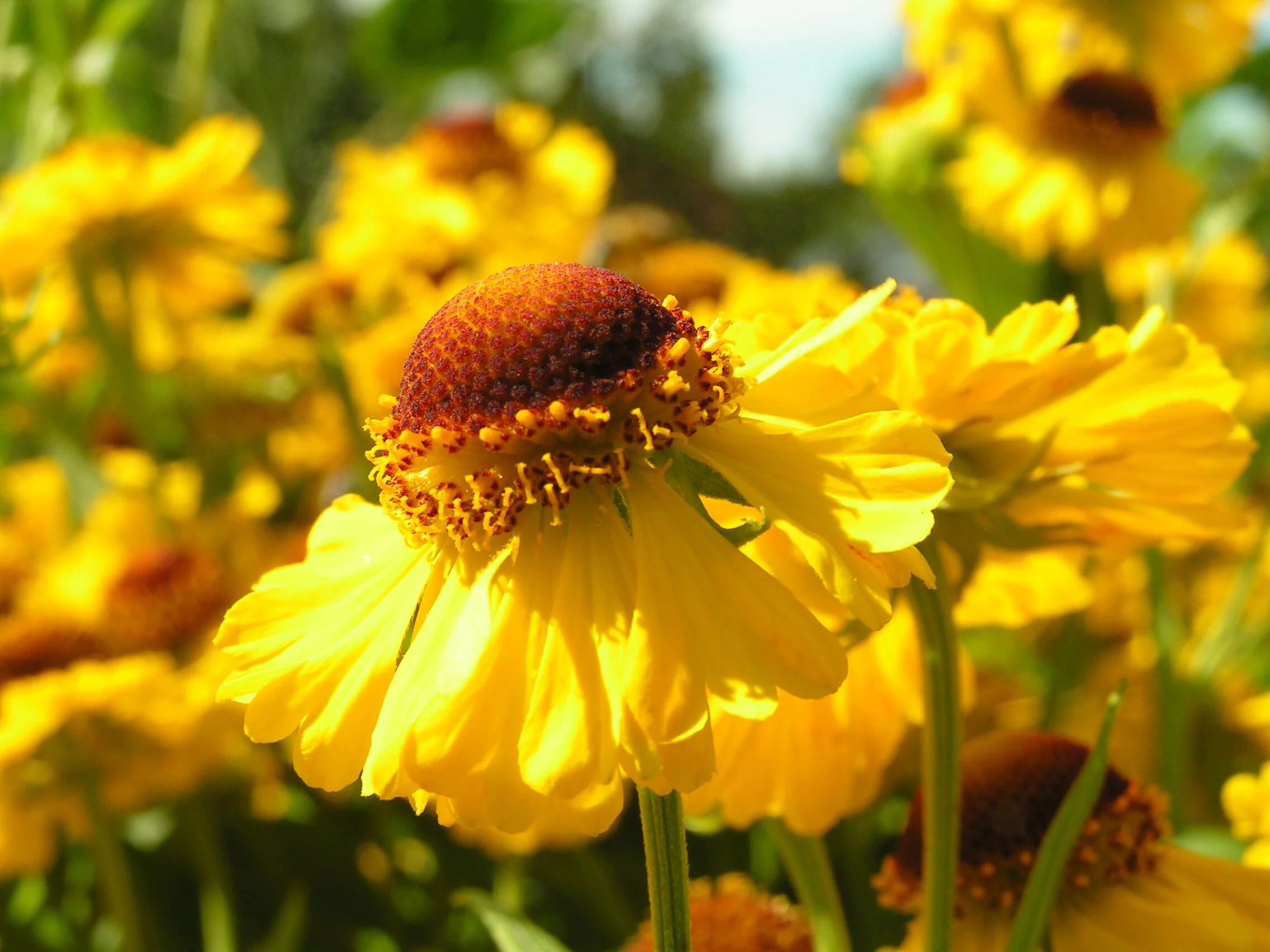 yellow-flower-1365597.jpg