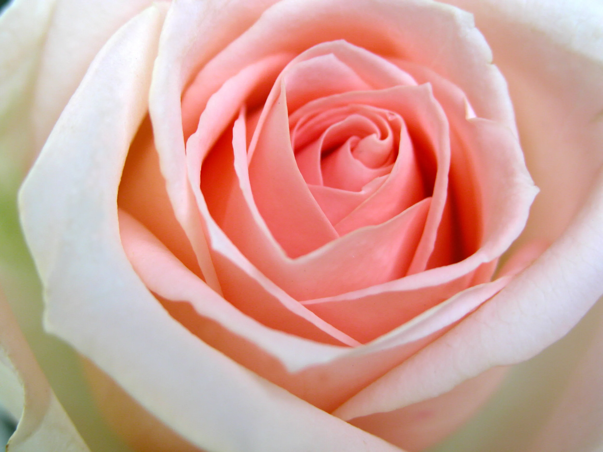 rose-1505773.jpg