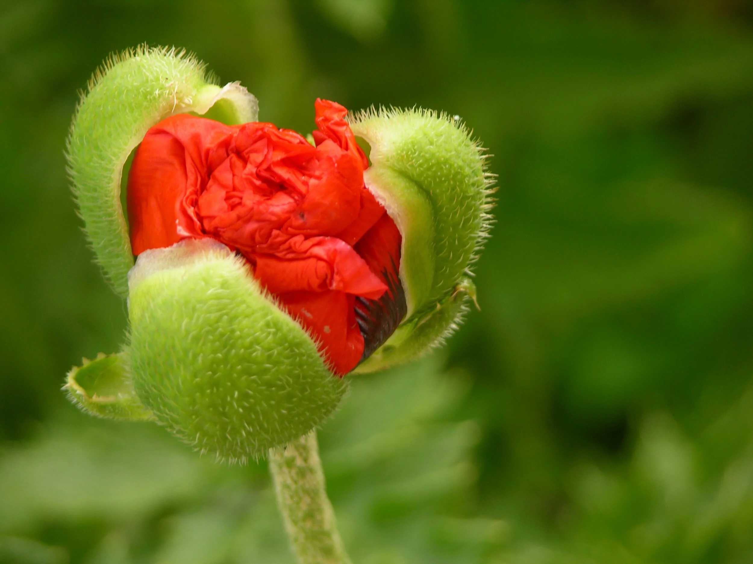 poppy-2-1396348.jpg