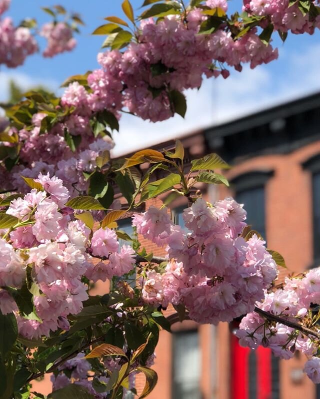 Springtime in Brooklyn. I&rsquo;m doing my best to be appreciative of every little moment that brings me joy. Everything special and beautiful seems so fleeting right now. Today was an amazing day. It almost felt like The Before. Stay safe. Stay sane