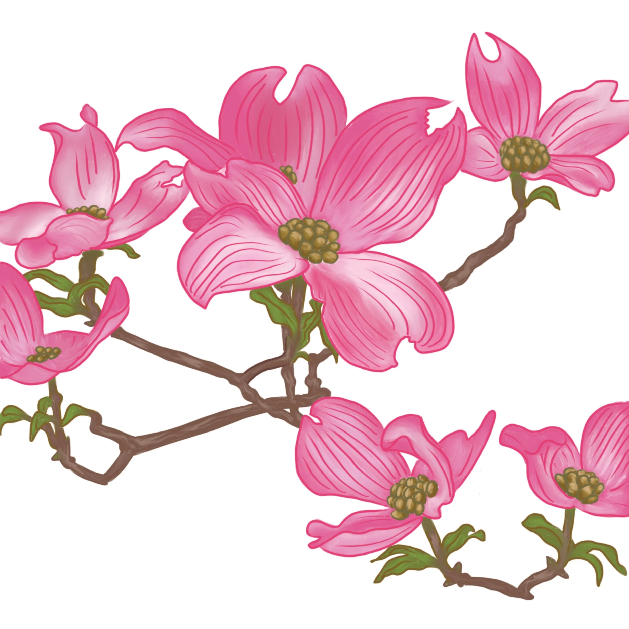 Dogwood 2017