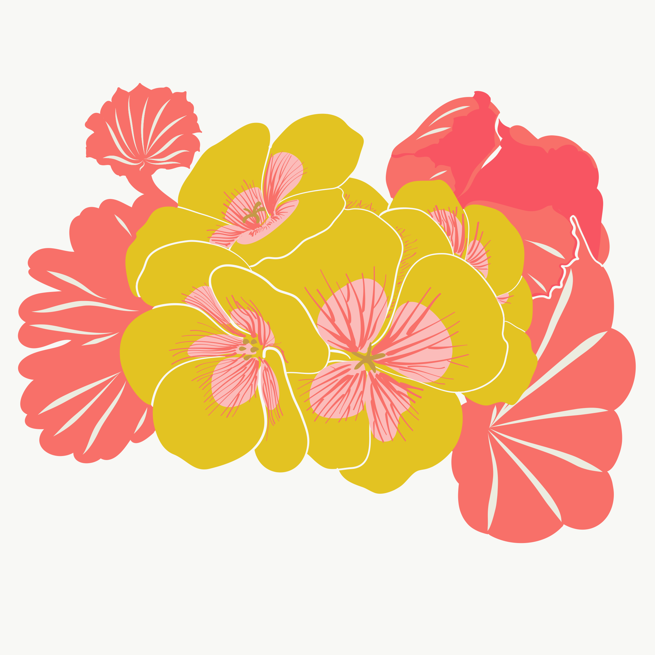Geraniums 2019