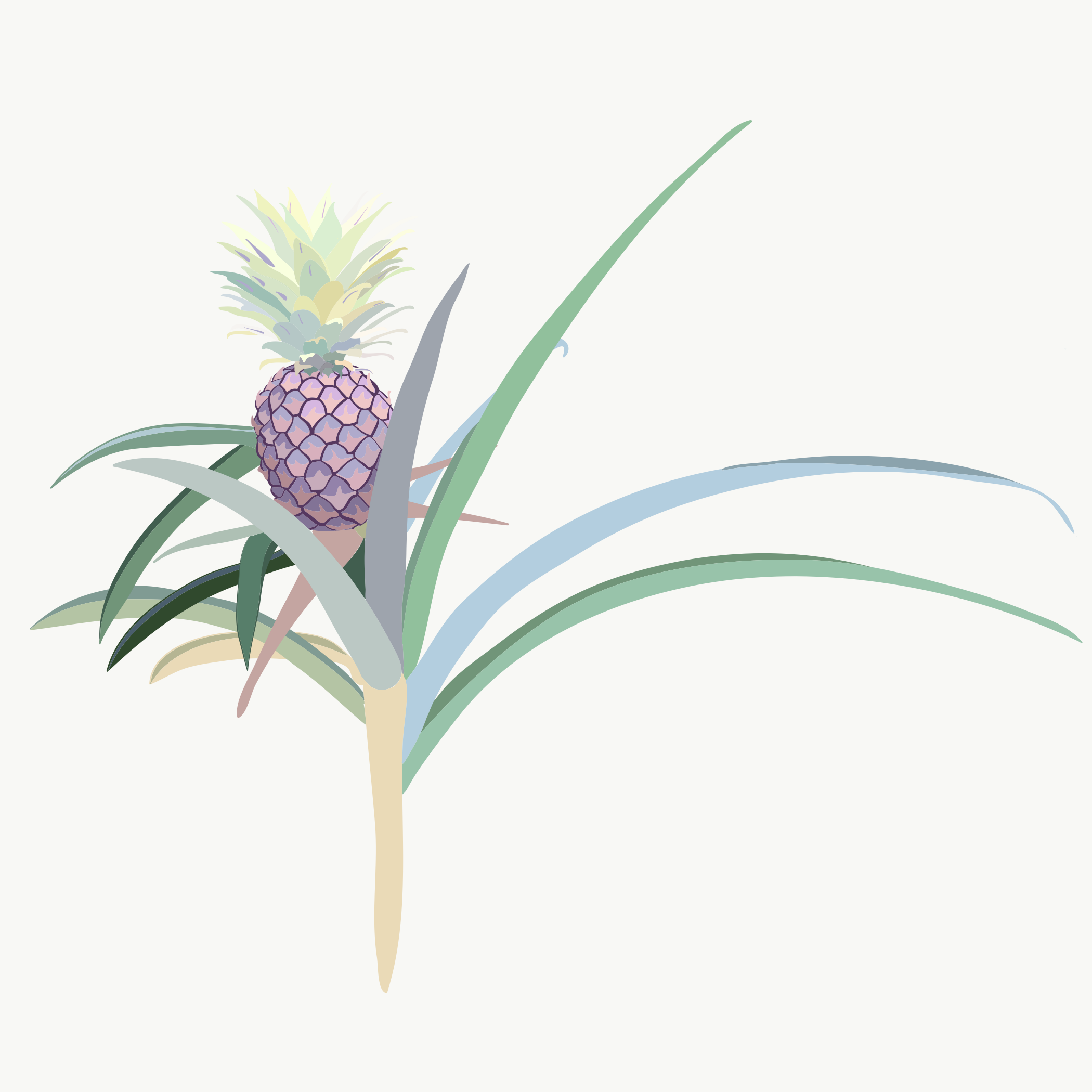 Purple version of Surgar Pine Pineapple 2018