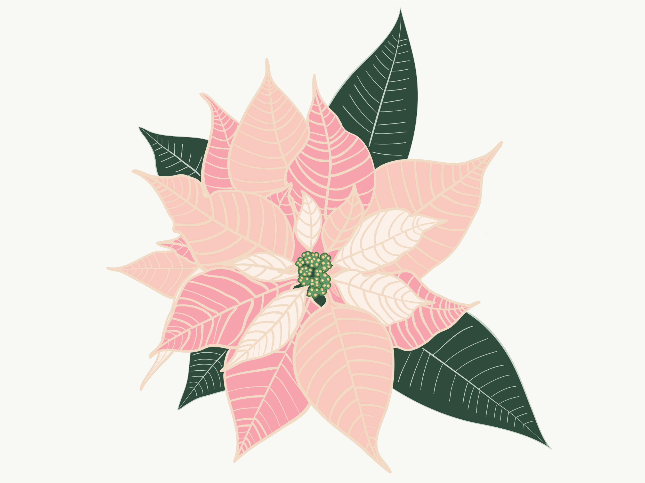 Poinsettia 2018