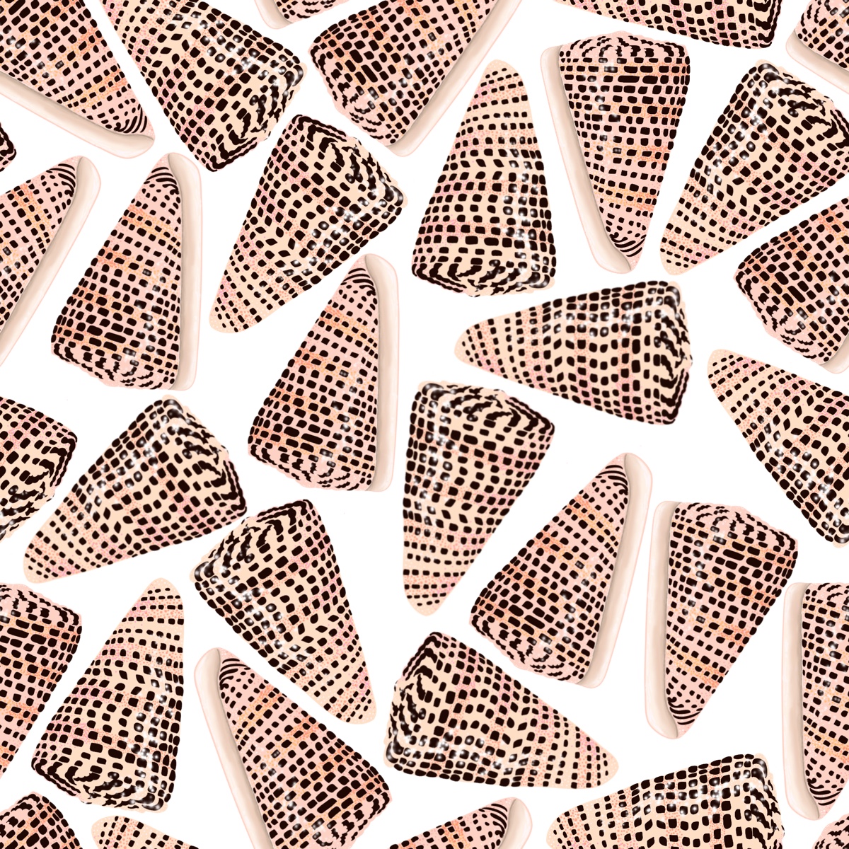 Cone Shells White 2018
