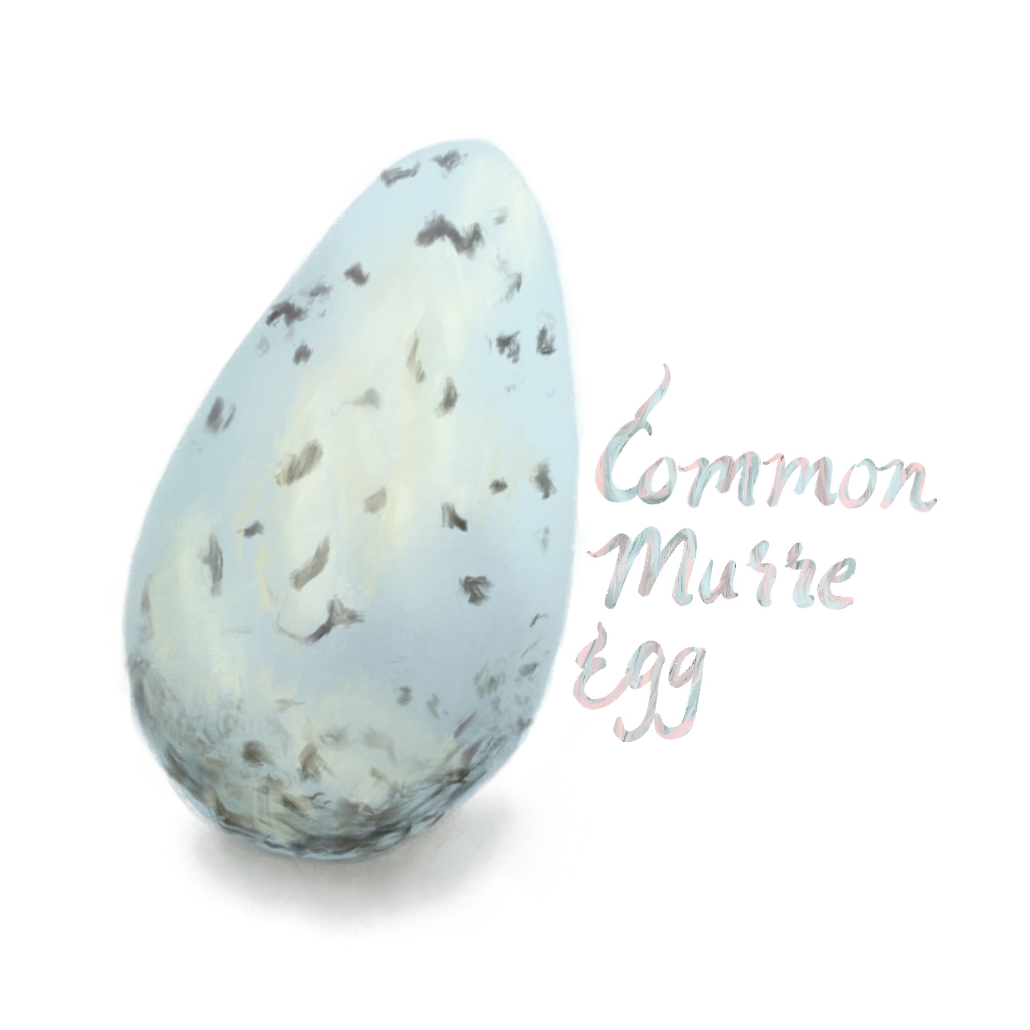 Common Murre Egg 2018