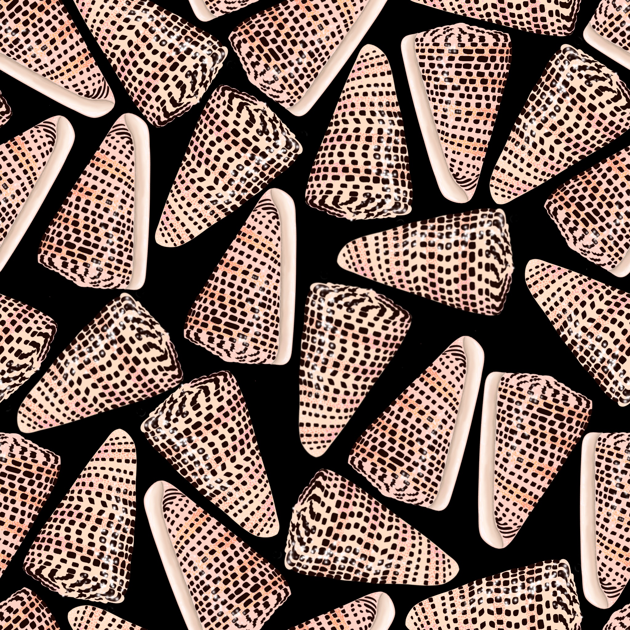 Cone Shells Black 2018