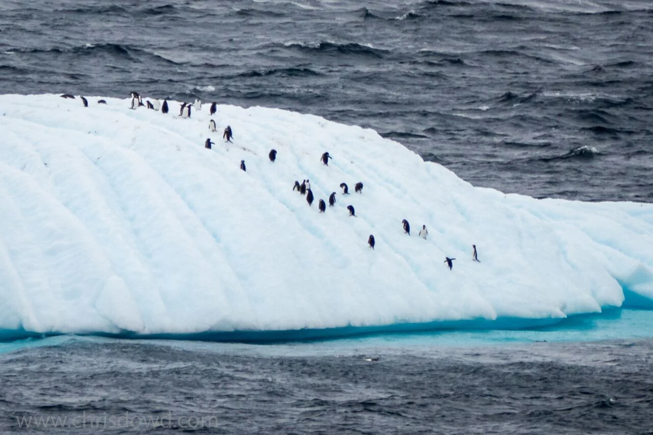 Dowd-20180128-1320480 2_preview.jpeg