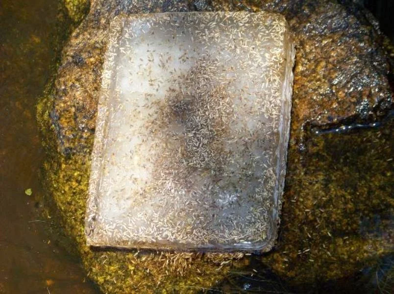 libros de hielo y semillas 25.jpeg