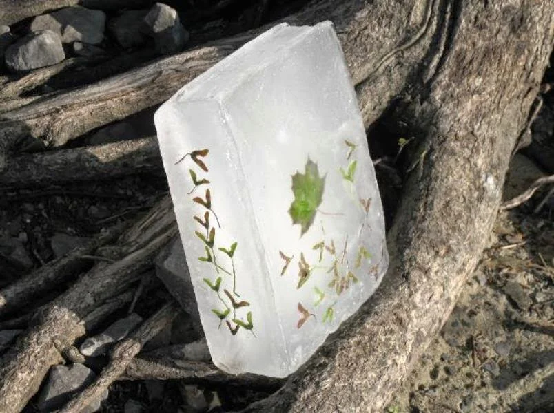 libros de hielo y semillas.jpeg