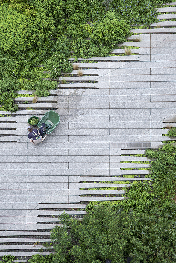 The High Line in NYC (Timothy Schenck)