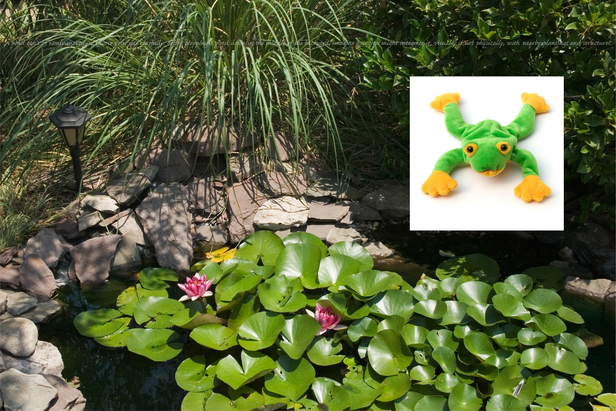 Flora & Fauna: Frog