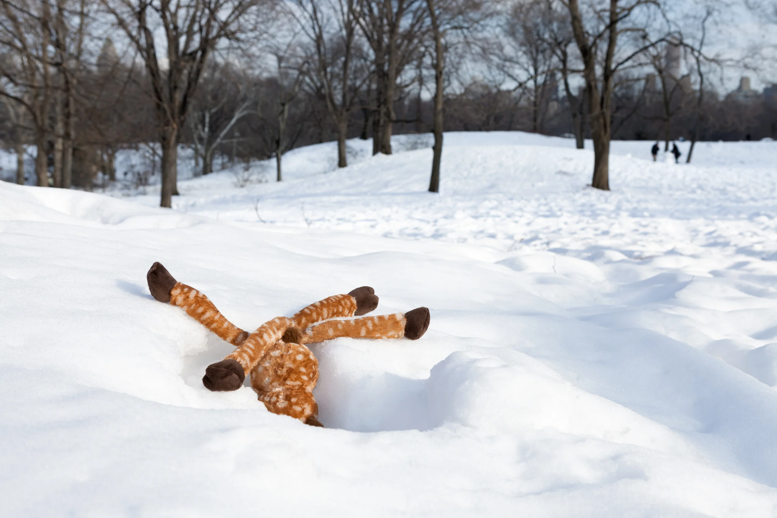 Morbidity & Mortality: Deer