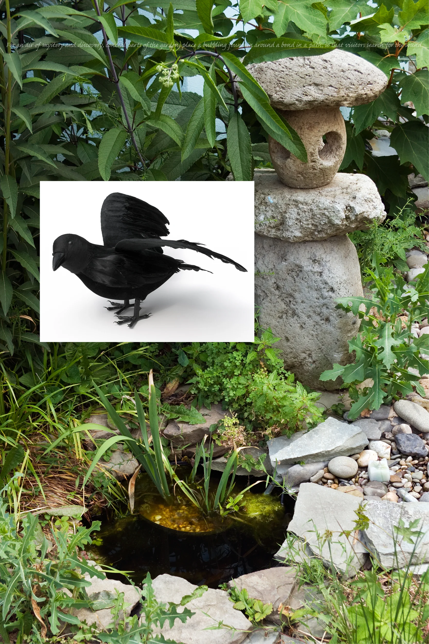 Flora & Fauna: Crow, 2007