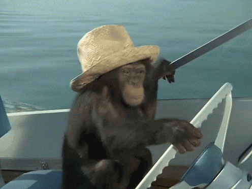 Monkey at the wheel