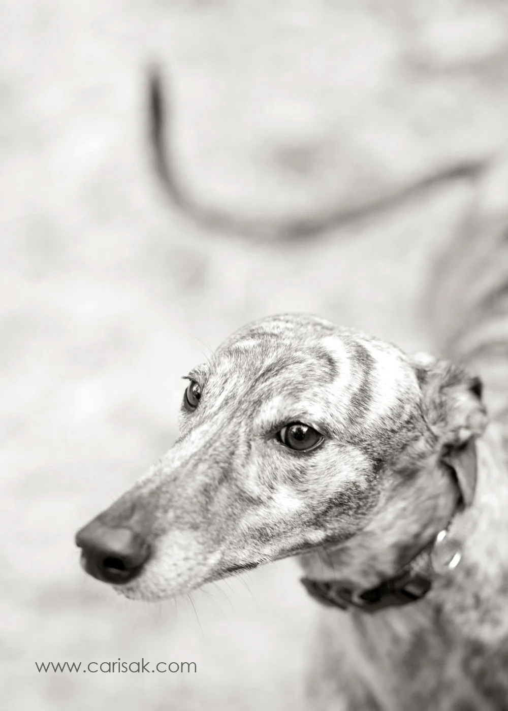 furbaby_026.jpg