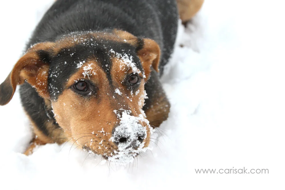 furbaby_041.jpg