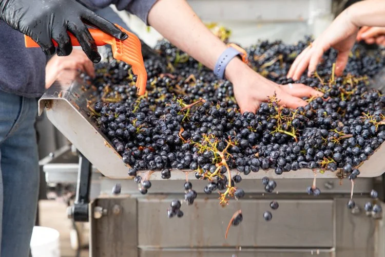 Harvest-6.jpg
