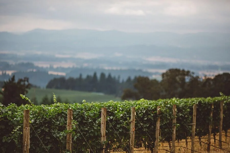 Wine 101: Single Vineyards