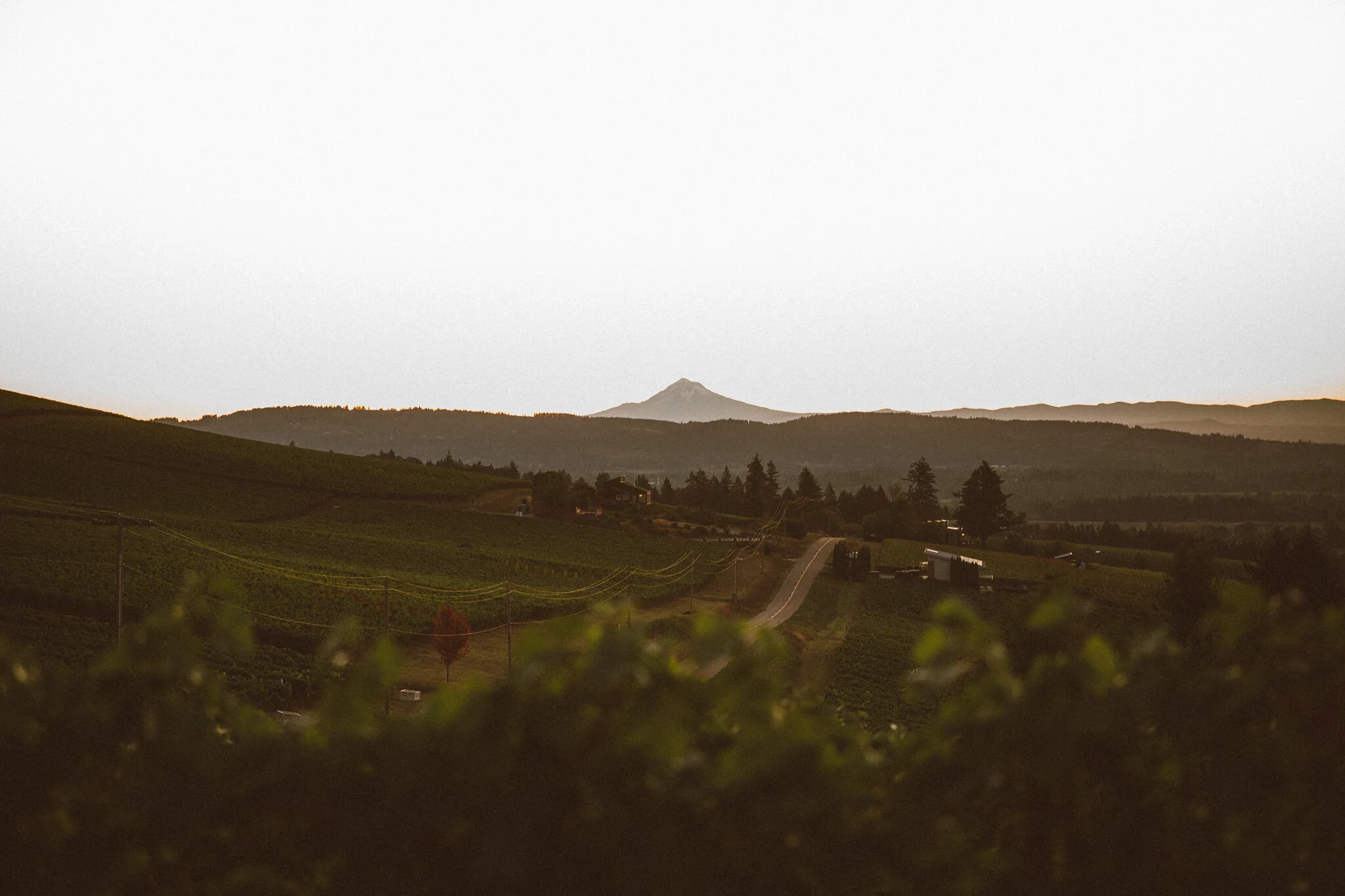 Events in Wine Country — Travel Dundee